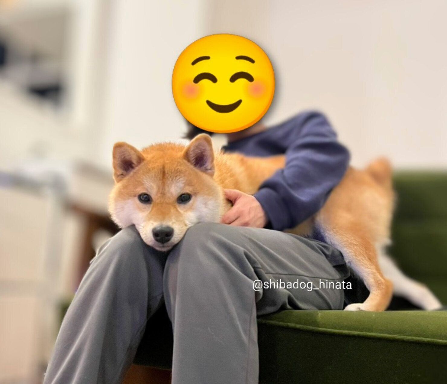 飼い主さんにくっつくひなたくん