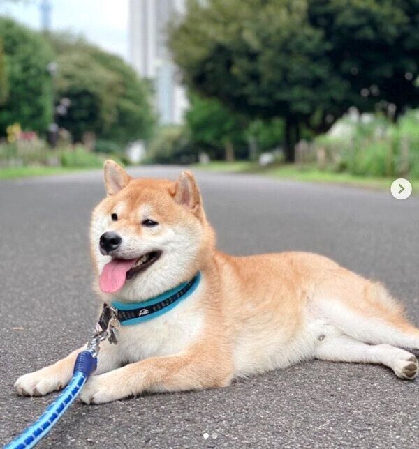 お散歩を楽しむじろちゃん