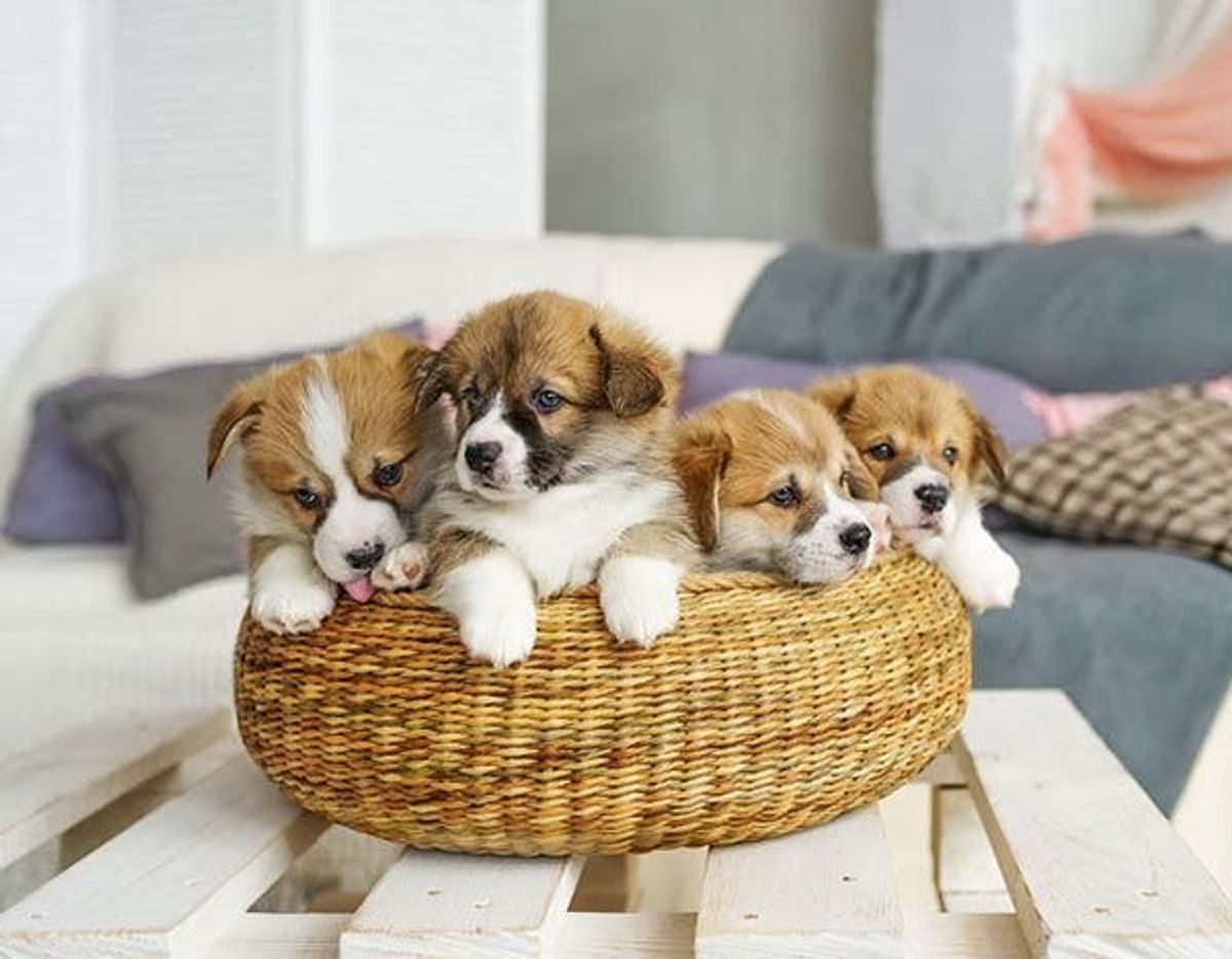 インスタ映えのため 犬がかわいそうになる飼い主さんの行動は いぬのきもちweb Magazine インスタ映えのため 犬がかわいそうになる飼い主さんの行動は いぬのきもちweb Magazine