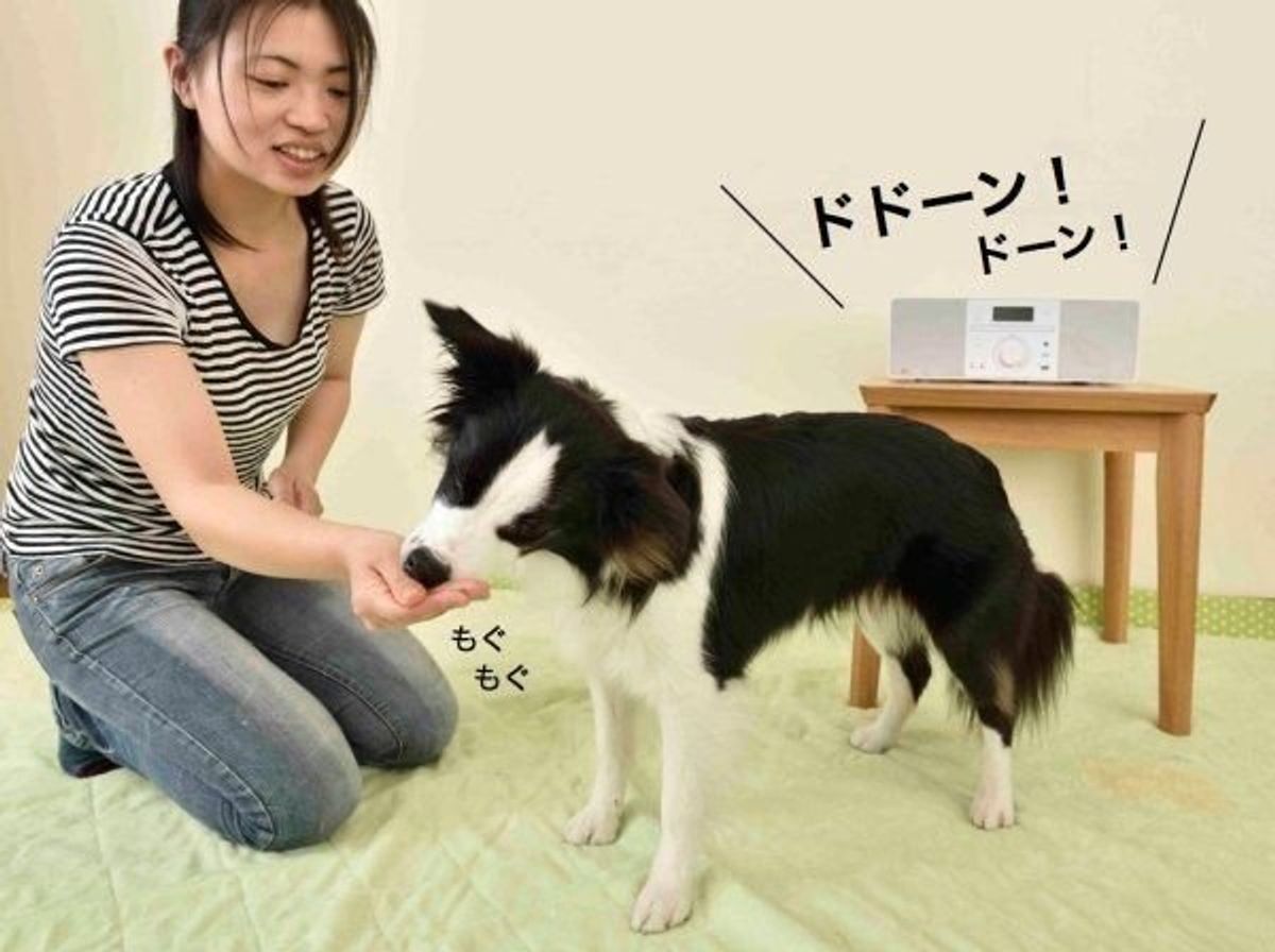 サンプル音がいっぱい 愛犬の苦手な音 克服レッスン いぬのきもちweb Magazine サンプル音がいっぱい 愛犬の苦手な音 克服レッスン いぬのきもちweb Magazine
