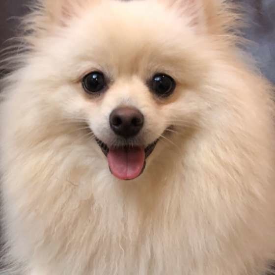 笑顔がかわいいポメラニアン