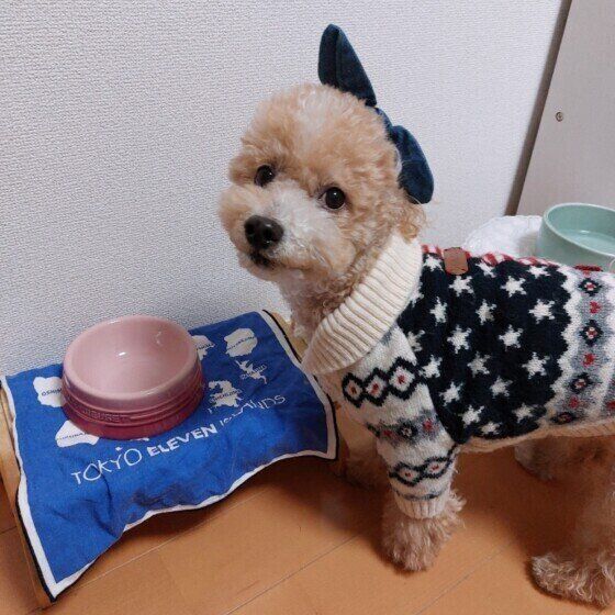 トイ・プードルのハービーくん