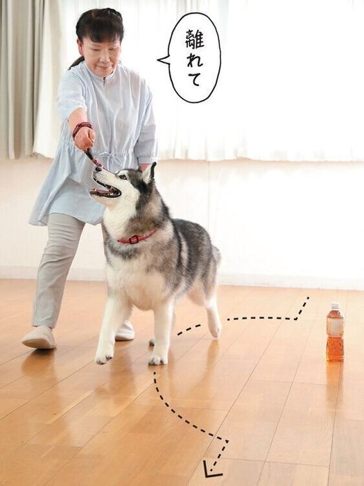 トレーニング中の犬