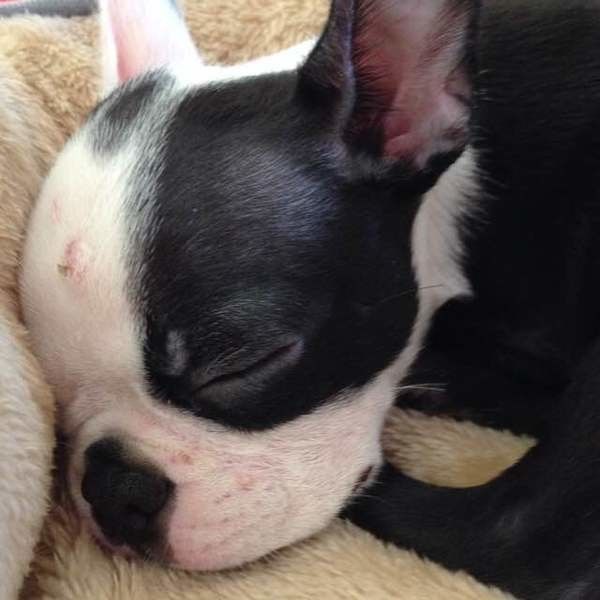 獣医師監修 愛犬が便秘に ウンチを写真で比較し症状や解消法を解説 いぬのきもちweb Magazine