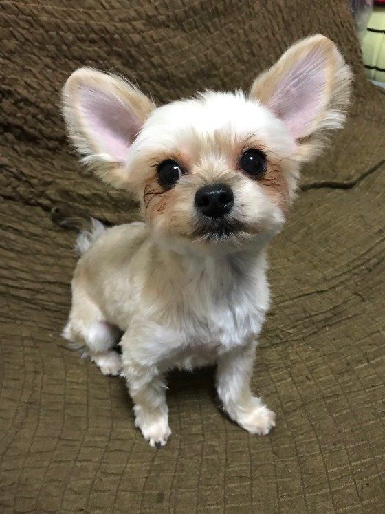 可愛いヨーキー