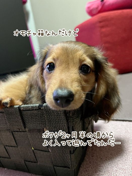 箱に入っている生後2カ月半のミニチュア・ダックスフンド