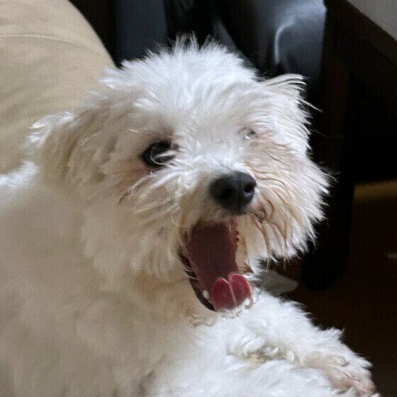 マルチーズのめろんちゃん