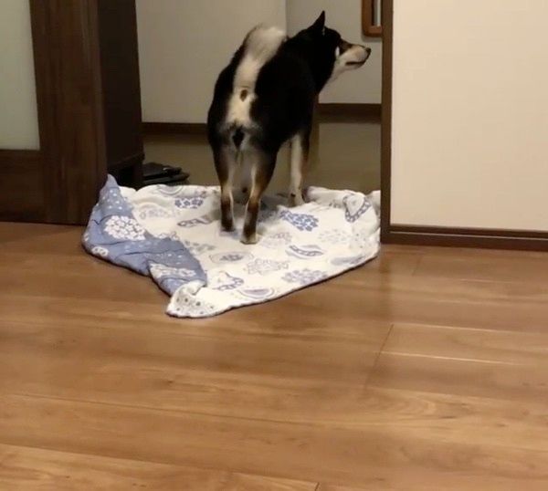 ドッキリを仕掛けられる柴犬