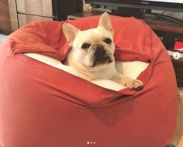 ソファでくつろぐフレンチ・ブルドッグ