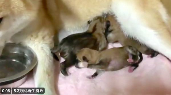 みかんちゃんと、母乳を飲む4匹の赤ちゃん