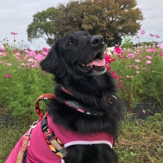 フラットコーテッド・レトリーバー