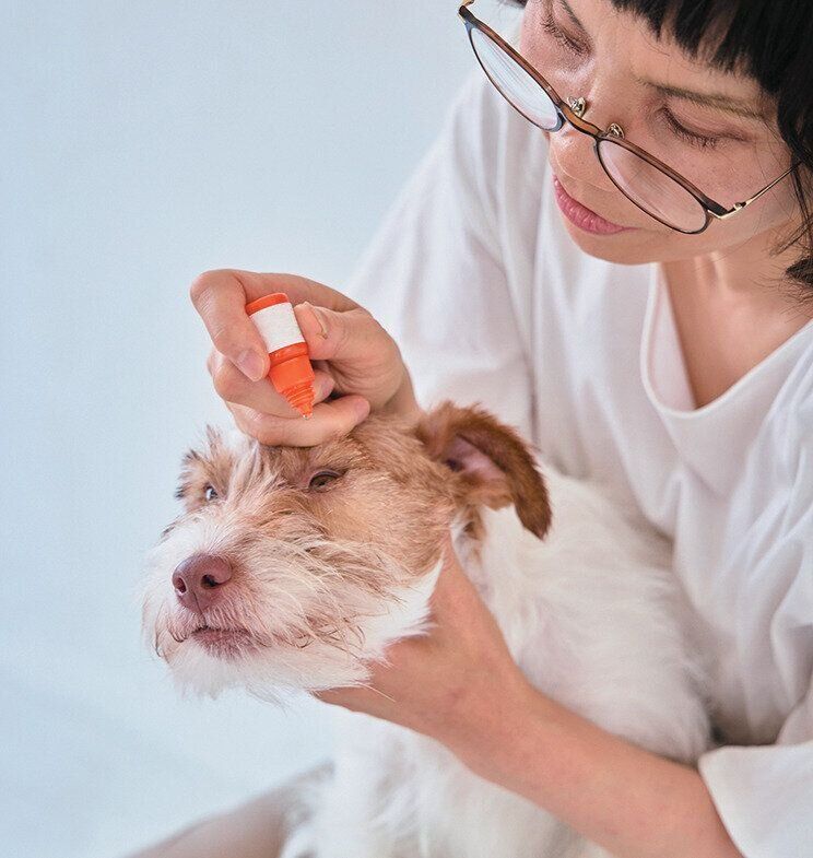 点眼薬をさされる小型犬
