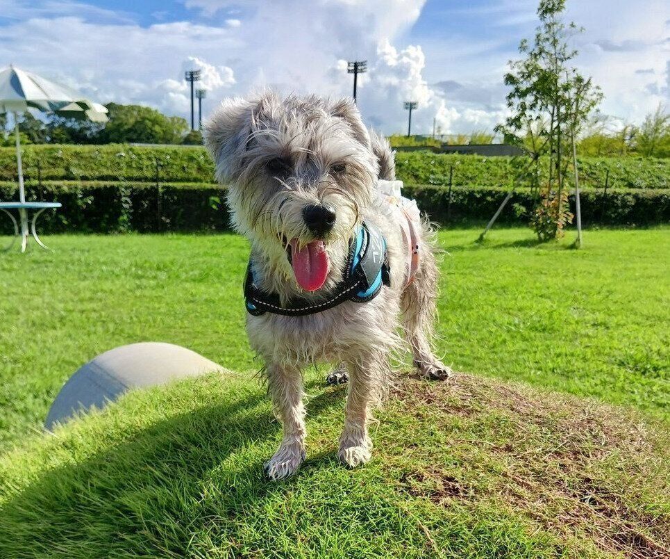 別の日のペレくん5