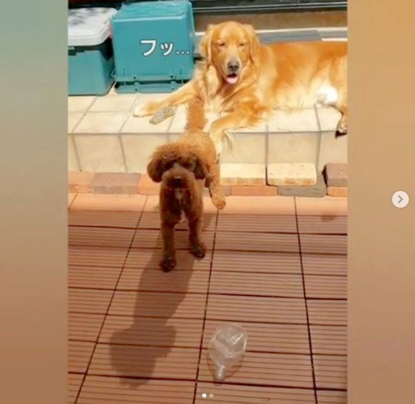 仲良しなゴールデン・レトリーバーとトイ・プードル