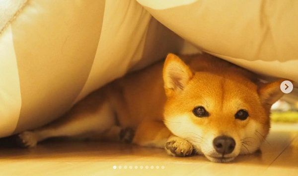 豆柴のにこちゃん