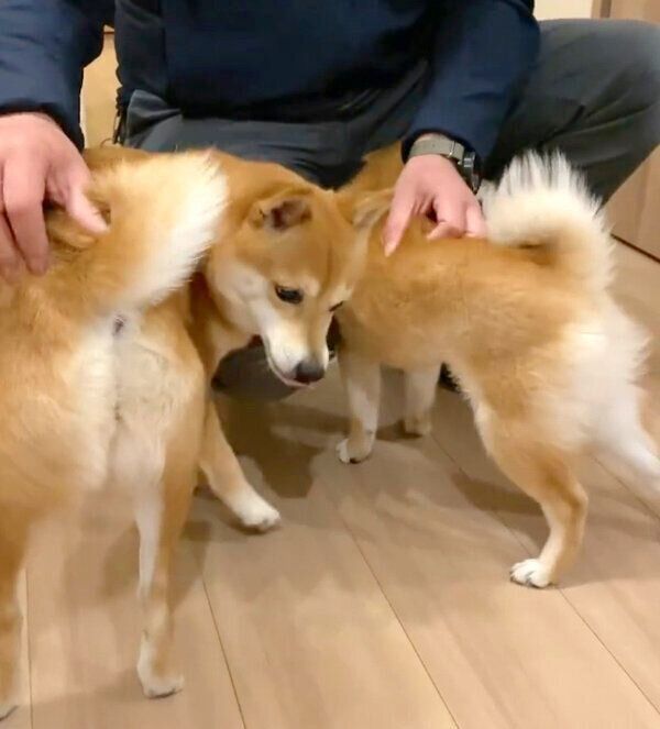 パパさんの帰宅を出迎えるにこちゃん・たまちゃん