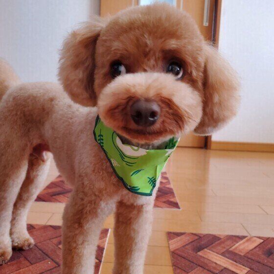 目を逸らすトイ・プードル