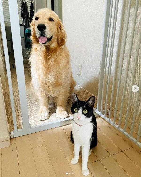 帰宅した飼い主さんを出迎える犬のコメちゃんと猫のウメちゃん