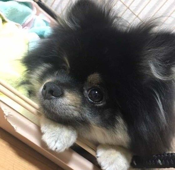 見つめるポメラニアン