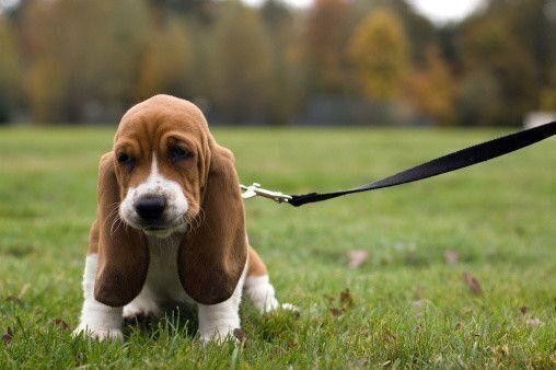バセットハウンド　ドッグショー　海外　アンティーク　犬　希少 バセットハウンドの子犬-分離されたハッシュパピー犬の肖像画