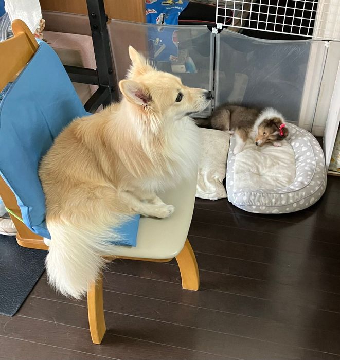 「目を合わせないようにしている」キッフェルくんと、かまってほしそうなレーチェちゃん