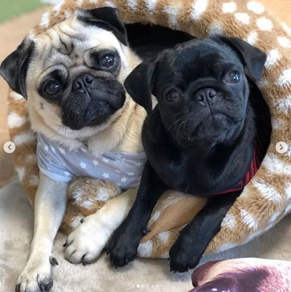 パグの小梅ちゃんと小豆ちゃん