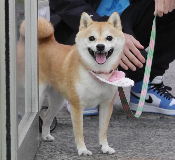 笑顔で待つモモちゃん