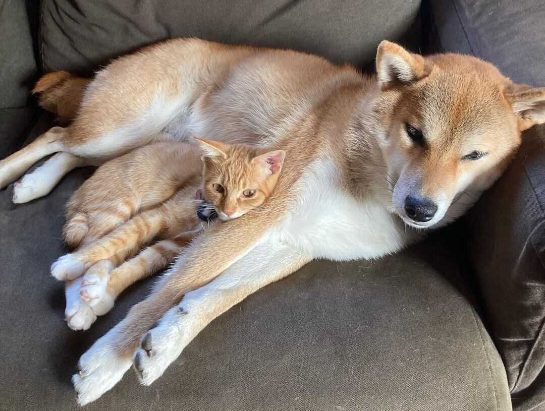 柴犬の小鉄ちゃん茶トラ猫の雲丹ちゃん