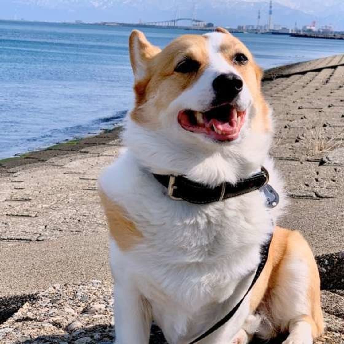 排泄後に後ろ足で地面を蹴る 犬 実は犬にもこだわりの理由があった いぬのきもちweb Magazine 排泄後に後ろ足で地面を蹴る 犬 実は犬にもこだわりの理由があった いぬのきもちweb Magazine