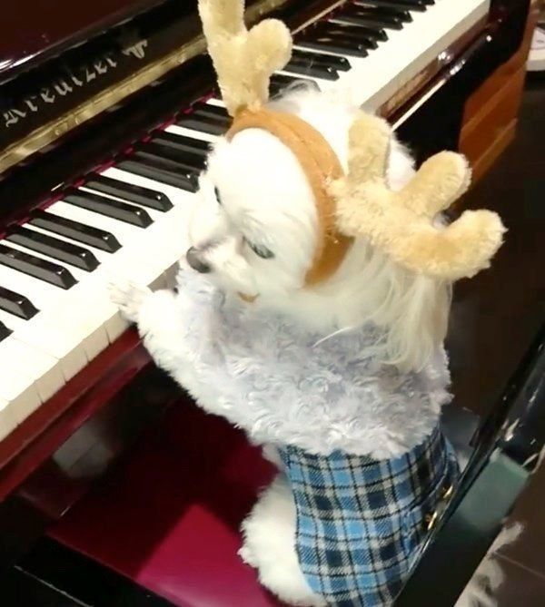 ピアノを弾くモコちゃん