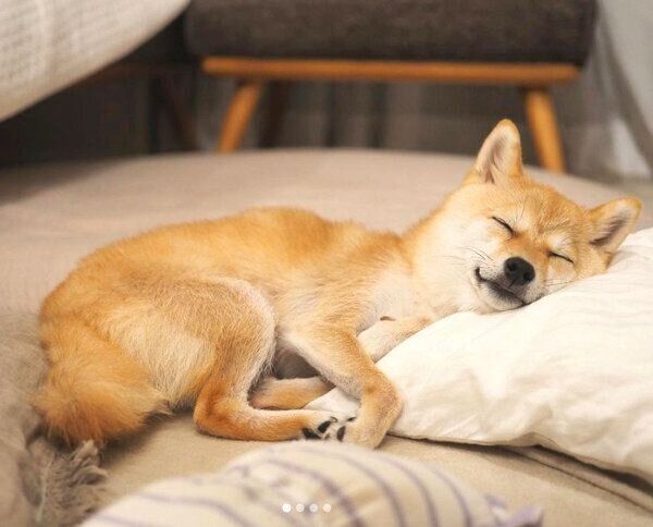 眠るたまちゃん