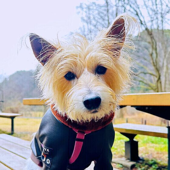 ジャック・ラッセル・テリア いぬのきもち