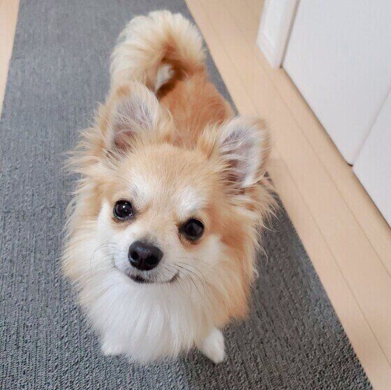 これって便秘？ うんちがなかなか出ない犬への対応を獣医師に聞いてみた いぬのきもち