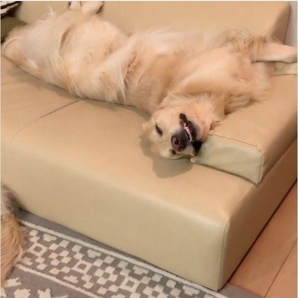 ゴールデン・レトリーバー