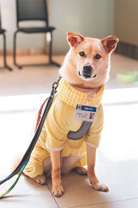 慈恵犬第１号のそらまめちゃん（推定６才）の愛称はまめちゃん。ちょっと人見知りだけど芸達者でマテが得意