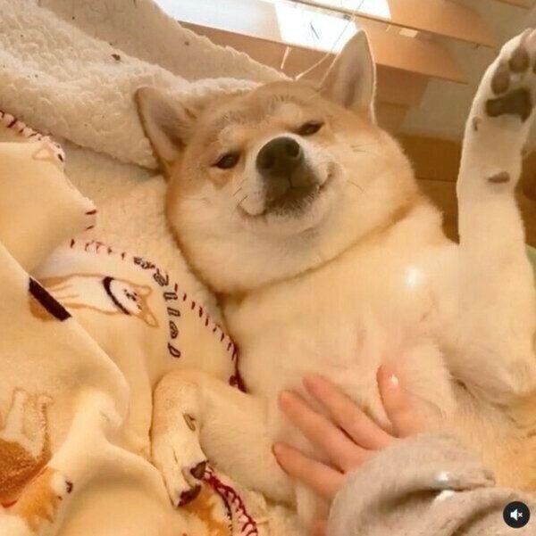 飼い主さんになでてもらい、幸せそうなユクちゃん
