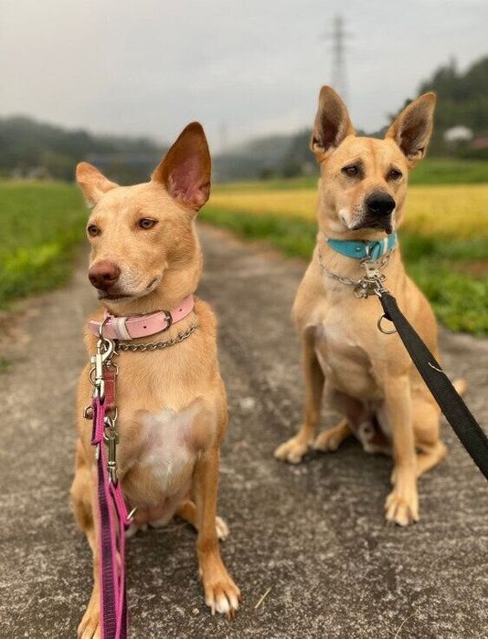 一緒にお散歩中の犬たち