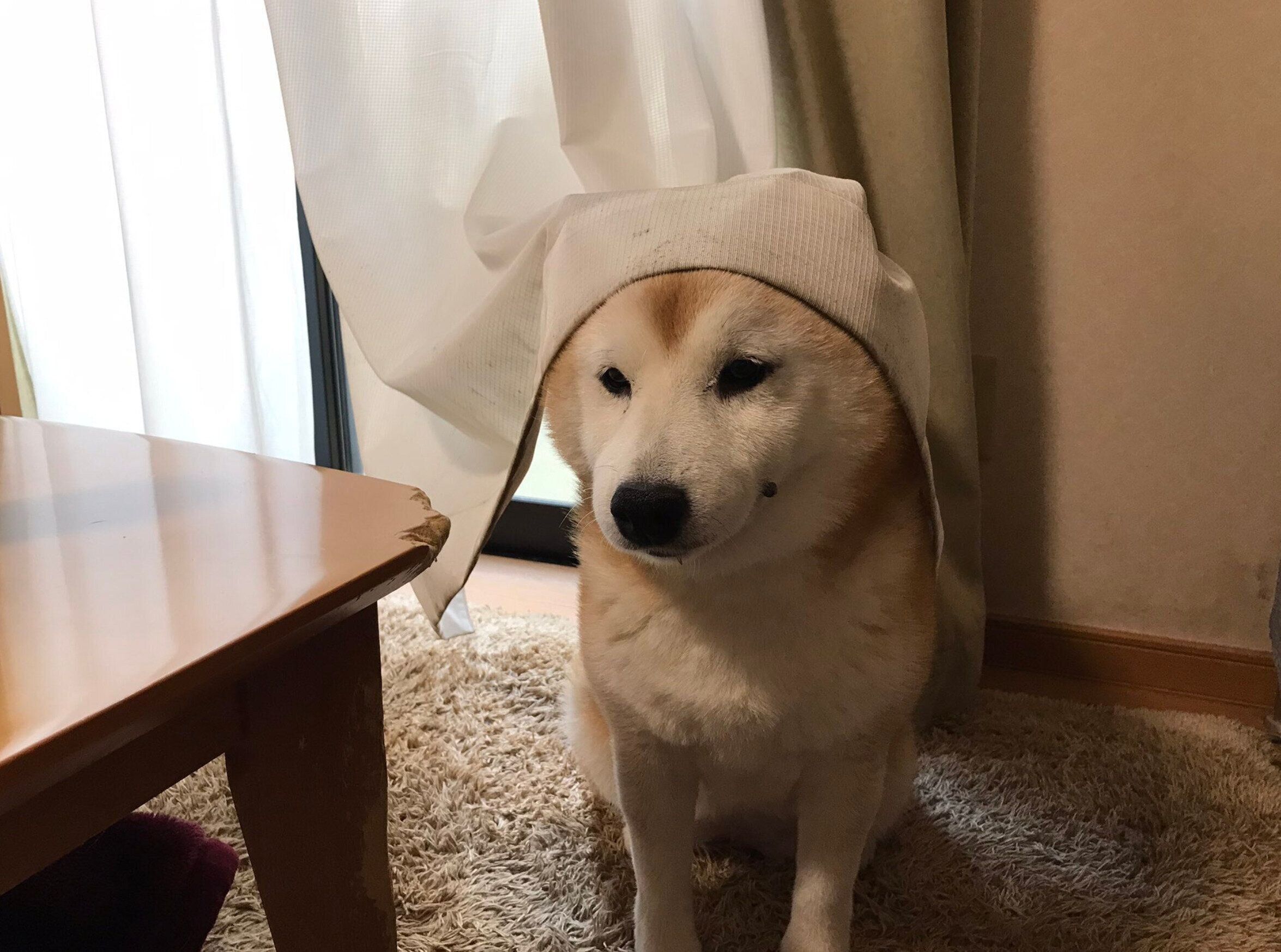 カーテンを頭にかぶるロペさん