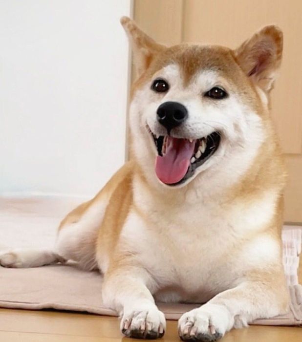 笑顔が可愛いももちゃん