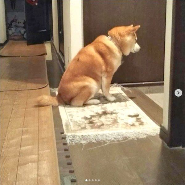 お父さんの帰りを健気に待つ柴犬