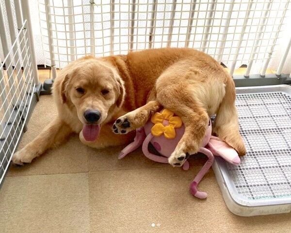 大きくなったむぎくん