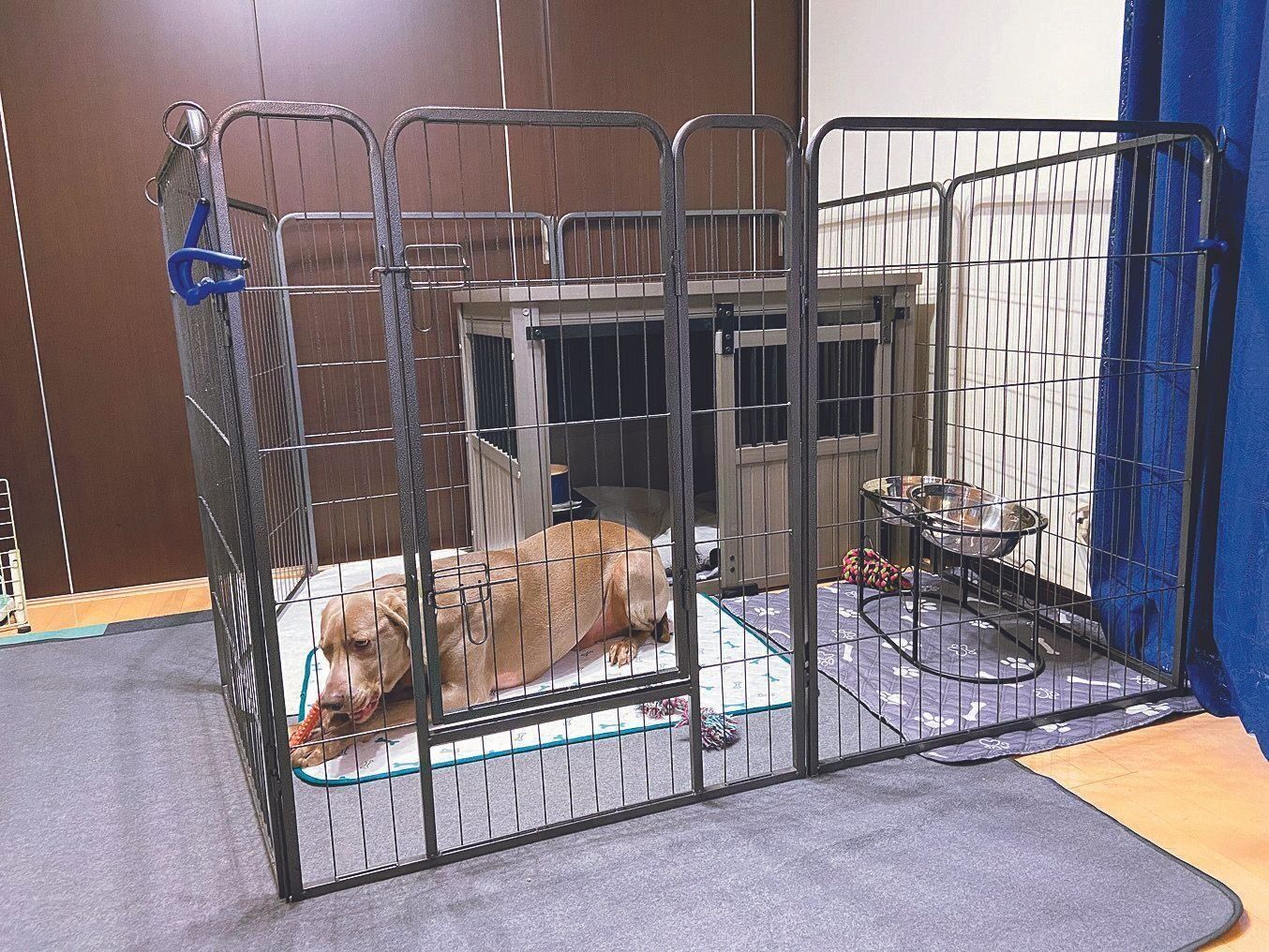 広々としたサークルで遊んだりも