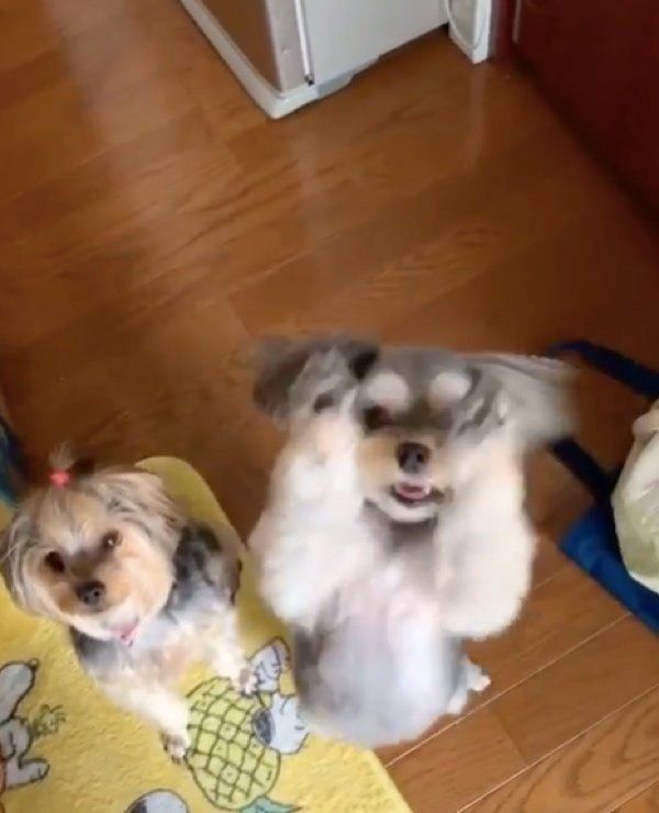 レタスをゲットしようとする犬