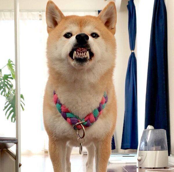 歯をむき出すハルちゃん