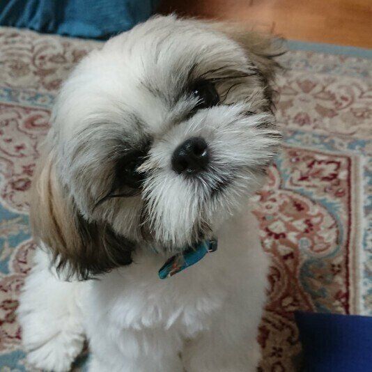 首をかしげるシー・ズー