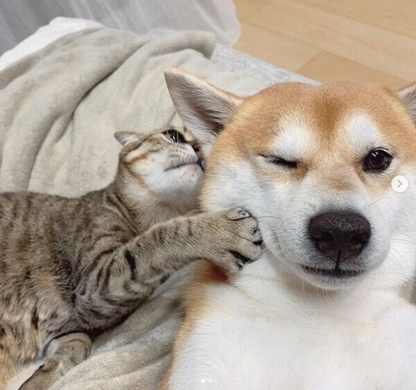 くっつくHaluくん、Mugiくん