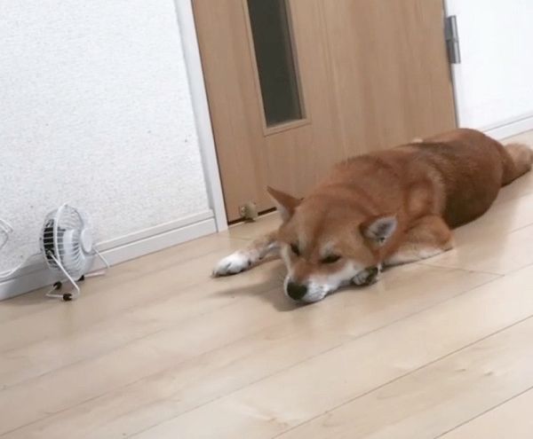まったりする柴犬