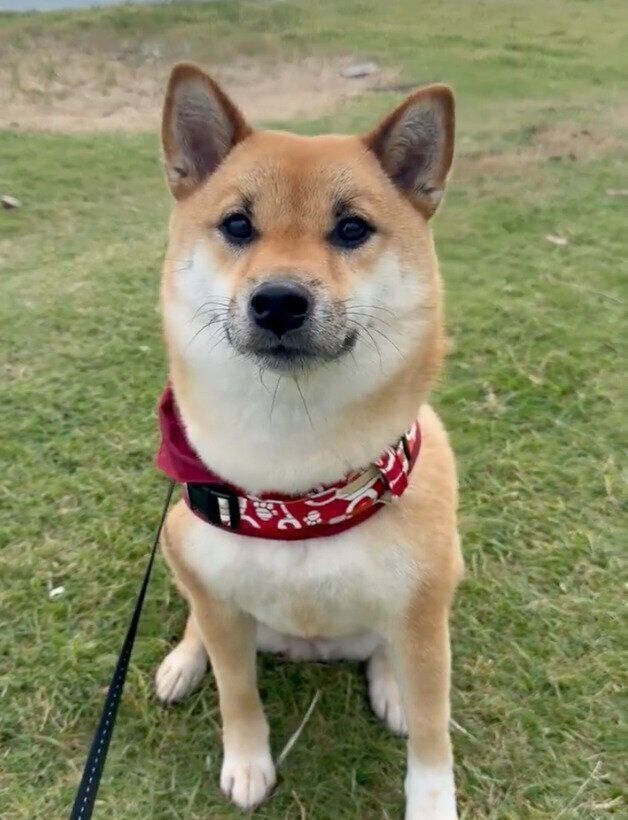 見つめるうにちゃん