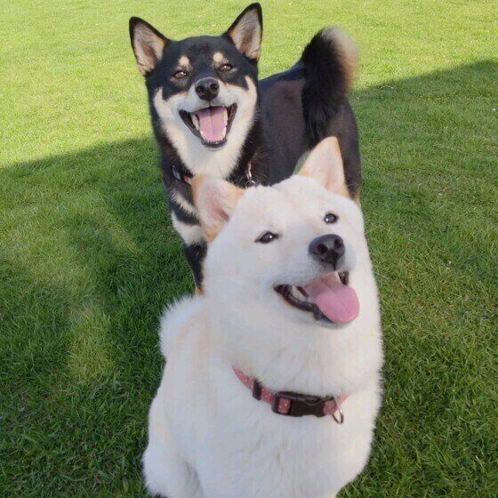仲良く遊ぶ柴犬