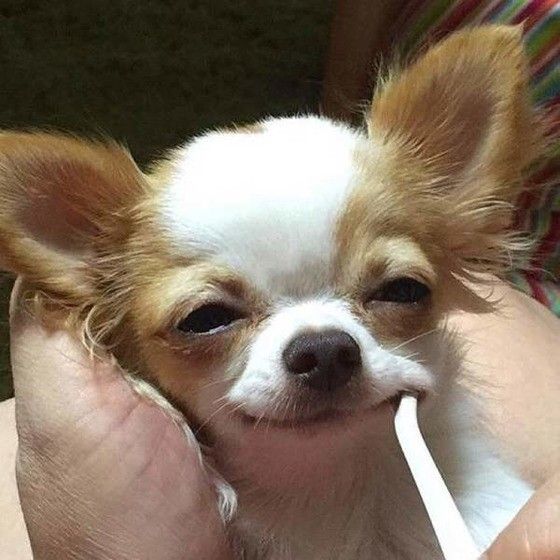 歯磨きしているチワワ